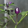 CAP 1546 (C. Annuum).