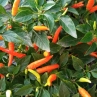 Острый перец Orange tyger chilli
