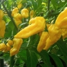 Острый перец Yellow Naga