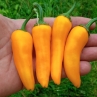 Острый перец Agnetto Gold Thick