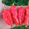 Острый перец Bengal Naga