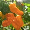 Острый перец Kathumbu yellow