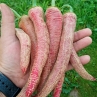 Острый перец Elephant pepper