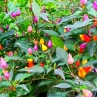 Боливиан Рейнбоу острый перец (Bolivian Rainbow)