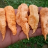 Острый перец Jay's Peach Ghost Scorpion (JPGS)