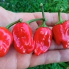 Острый перец Black Scorpion Tongue