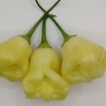 Острый перец Aji Fantasy Sparcly white