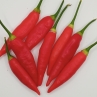 Острый перец Aji Omnicolor