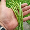 Стручковый редис Крысиный хвост (Rat's Tail Radish)