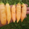 Острый перец Sugar Rush peach giant