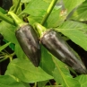 Острый перец Jalapeno Purple