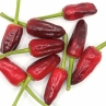 Острый перец Turkish Flower biber (purple flower)