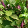 Острый перец Trinidad Purple Coffee