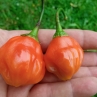 Острый перец Aji Rainforest