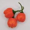 Острый перец Aji Calabaza
