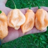 Острый перец Sweet Peach BFE