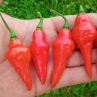 Острый перец Turks Cap