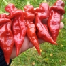 Острый перец Naganero Scorpion Caramel