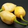 Острый перец 7 Pot BBG White