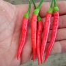Острый перец Assam Chili