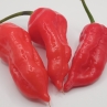 Острый перец SBS Demon habanero