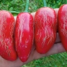 Острый перец Jalapeno Telica