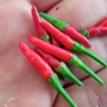 Острый перец Chinese Ornamental pepper