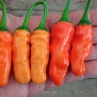Острый перец Aji Calabaza Long