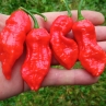 Острый перец BSR (Bhut Shaped Reaper)