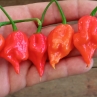 Острый перец СТАР 3221 (Carolina Reaper cross #10)