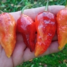 Острый перец BBG7 Orange x Jay's Pink Purple
