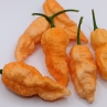Острый перец Bih Jolokia x Sugar Rush Peach peach