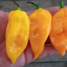 Острый перец Aji Umba Yellow