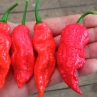 Острый перец Umorok Red