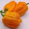 Orange Squ. Pepper