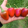 Острый перец Jalapeno Bomb F4