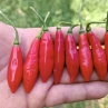 Острый перец Aji Cochabamba