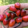 Острый перец Peruvian Variegata