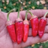 Острый перец Bleading x Rawit White (var. c.annuum)