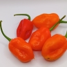 Острый перец Aji Jobito Red