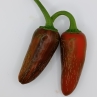 Острый перец Matt's Variegata Jalapeno