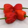 Острый перец Kitchen Pepper