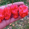 Острый перец Chilisad Red