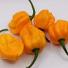 Острый перец Chilisad Yellow