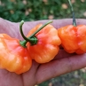 Острый перец Aji Dulce Puerto Rico