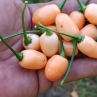 Острый перец Cereja de Amapa