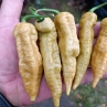 Острый перец JJ Dirty peach