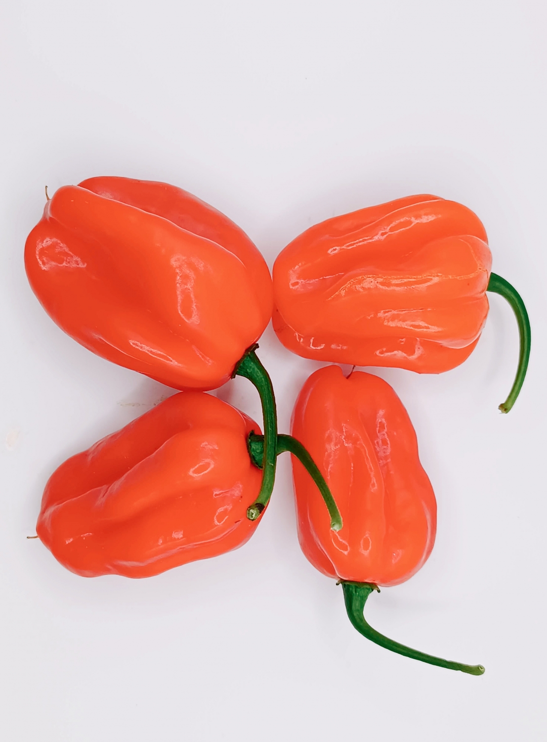 Перец Квикли Купить Семена