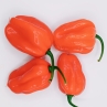Острый перец NuMex Suave Red