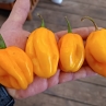 Острый перец Habanero Marobie Yellow